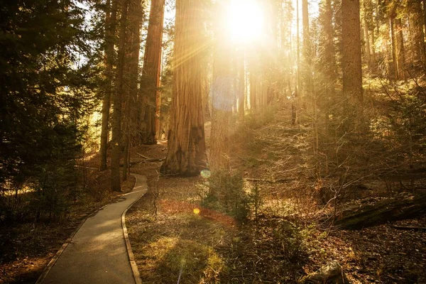 Sunny Forest Trail — Stock Photo, Image