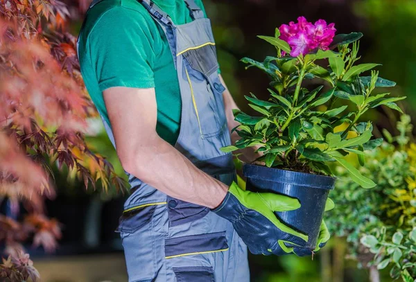 Nieuwe bloemen planten — Stockfoto