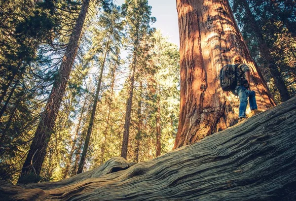 Sequoia Forest Exploring — Stock Photo, Image