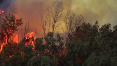 California Wildfire. Yanan çöl çalılar. Yangın ağaçlar satırı olarak yüksek alevler