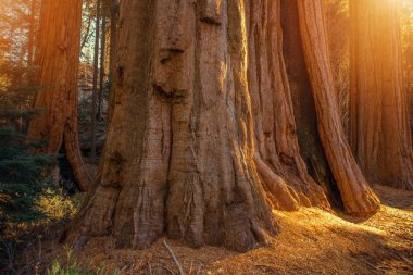 Giant Sequoias Grove clipart