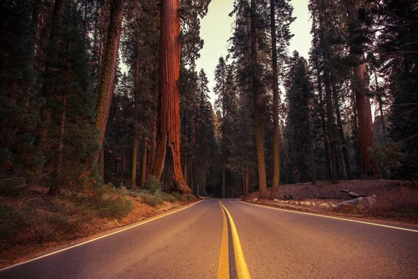 カリフォルニア州のシエラ ・ ネバダの道 — ストック写真