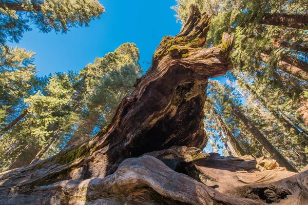 Düşmüş dev sekoya ağacı — Stok fotoğraf