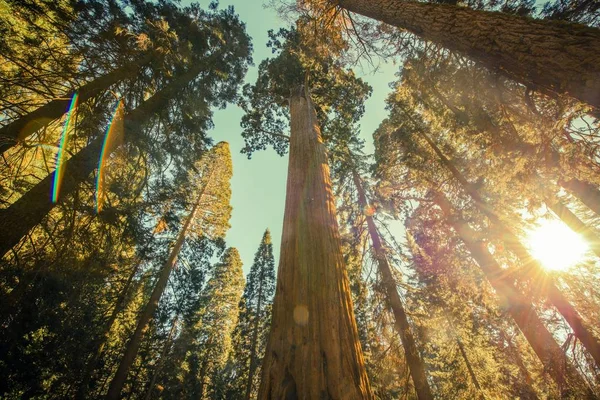 Parque Nacional Sequoia Grove — Fotografia de Stock
