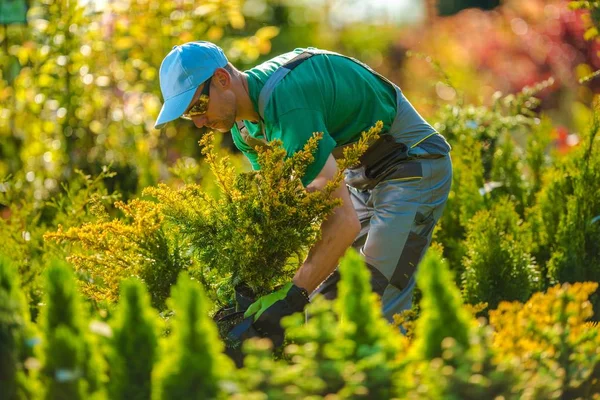 New Plants For Garden Project — Stock Photo, Image