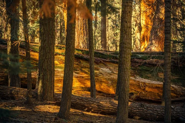 Fallen Sequoia Between Trees — Stock Photo, Image