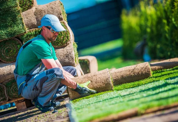 Nieuwe gras gras installatie — Stockfoto