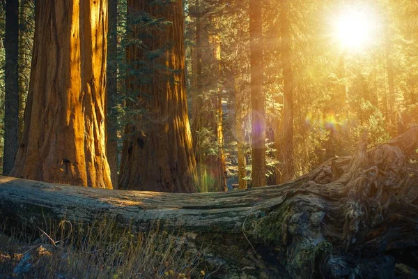 Scenic Sequoia Les — Stock fotografie