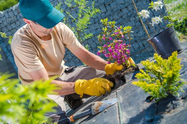 Bloemen planten in de tuin — Stockfoto