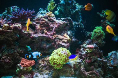 Marine Aquarium Reef clipart