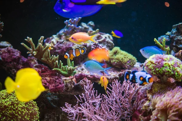 Recifes e Peixes Tropicais — Fotografia de Stock