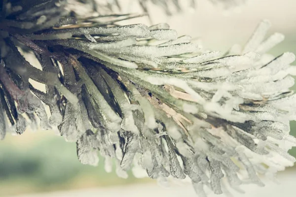 Bevroren pine branch — Stockfoto