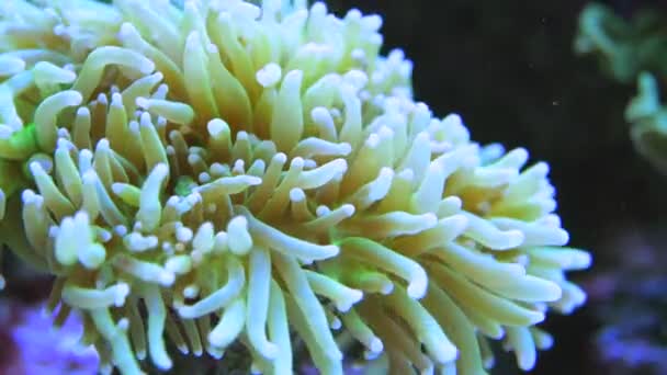 LPS pedregoso de pólipo grande. Antorcha Arrecife de Coral Suave Primer plano . — Vídeos de Stock
