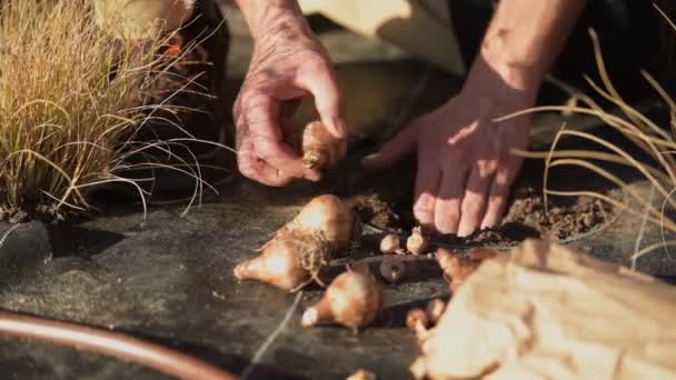 Plantera nya blommor Täcka blomsterlökar. Trädgårdsmästare händer närbild. — Stockvideo