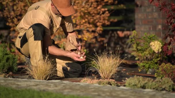 Jardineiro caucasiano em seus 30 anos plantando novas flores cobrindo lâmpadas de flores — Vídeo de Stock