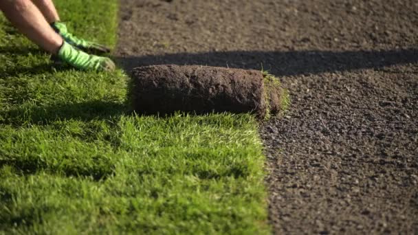 Roll of New Natural Grass Turf Instalated by Professional Gardener. — Stock video