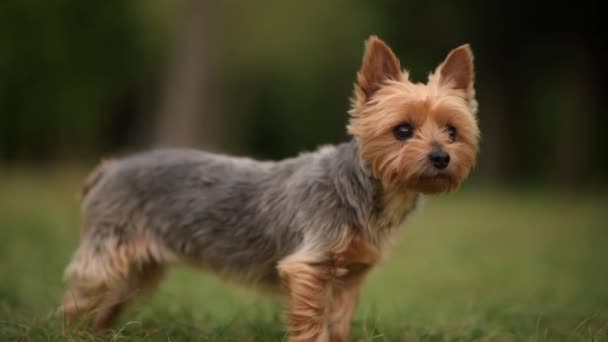 Barking Australian Silky Terrier Outdoor Summer Portrait. Domestic Animal Theme. — ストック動画