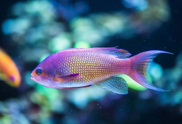 Mariene tropische vissen — Stockfoto
