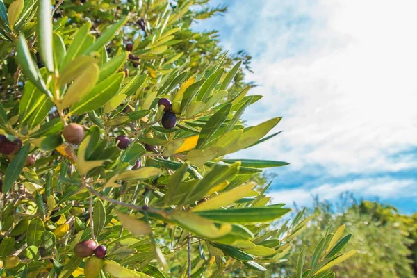 Fruits d'olive sur les branches — Photo