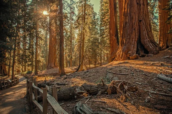 Sequoias Sierra Forest — Stock fotografie