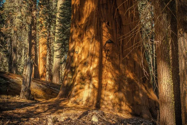 Sierra Redwood Woud — Stockfoto