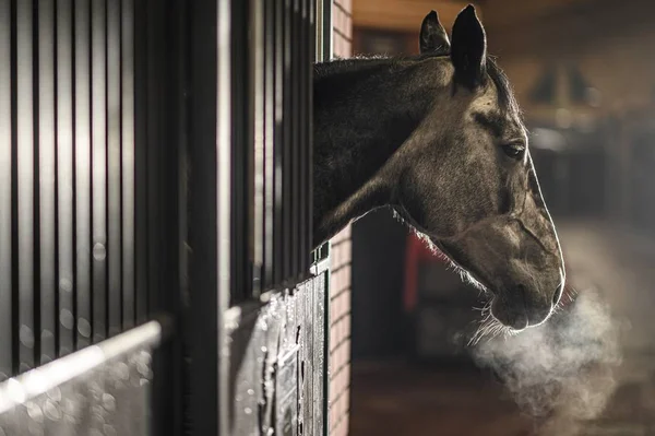 Dia Frio na Instalação Equestre — Fotografia de Stock