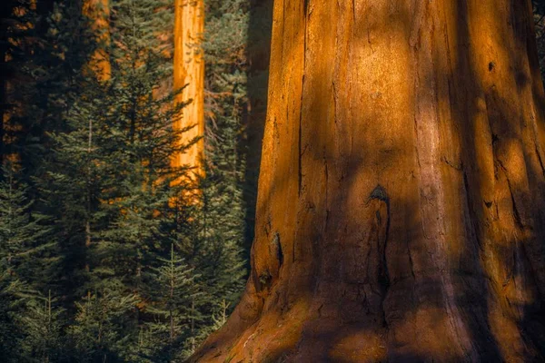 Γίγαντας Sequoias Woodland — Φωτογραφία Αρχείου