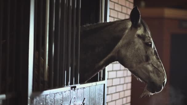 Εγκατάσταση Ιππασίας Νεαρό Άλογο Περιμένει Τον Ιδιοκτήτη Του Ένα Κουτί — Αρχείο Βίντεο