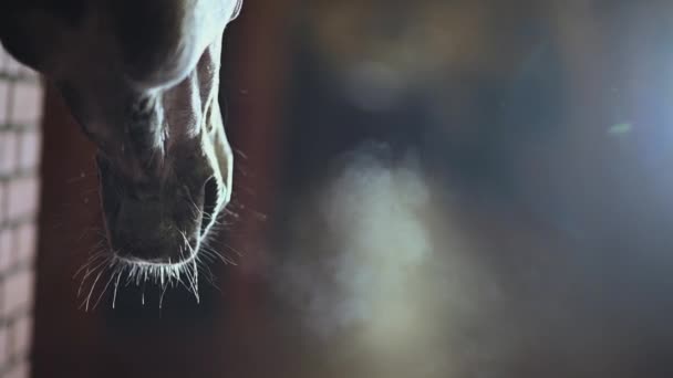 Motiv Jízdy Koni Detailní Záběr Koňskou Čumák Zimní Čas Dýchání — Stock video