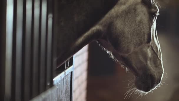 Arabian Horse Box Head Shot Slow Motion Video — 비디오