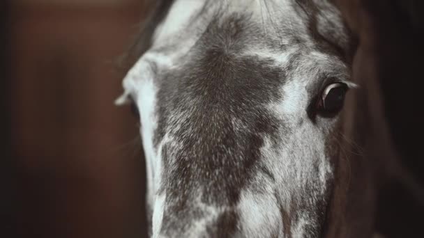 Equitazione Testa Cavallo Primo Piano — Video Stock