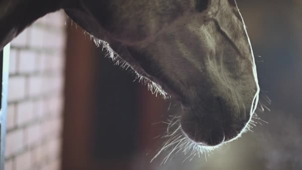 Kahverengi Yarış Atı Nın Ahırdaki Yavaş Hareket Görüntüsü Baş Yakından — Stok video