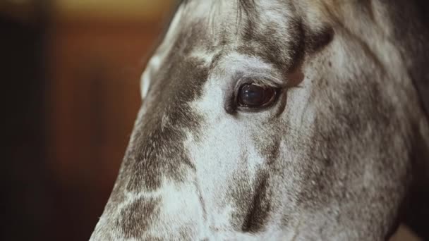 Paardensportfaciliteit Bruin Paardrijden Een Stal Hoofd Close Slow Motion Beelden — Stockvideo