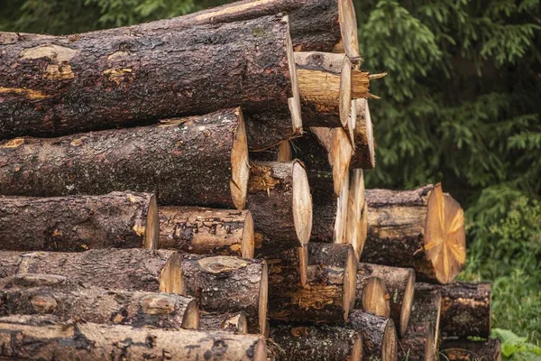 Taze kesilmiş odun kütükleri — Stok fotoğraf