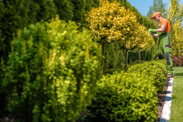 Trädgårdsmästaren Renskärning växter — Stockfoto