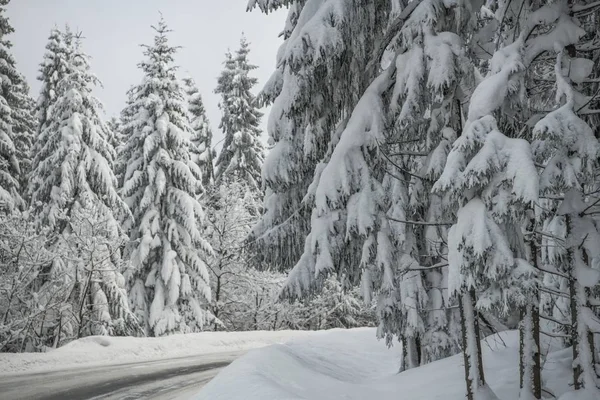 Inverno Spruce Forest Road — Fotografia de Stock