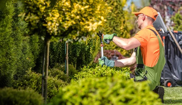 Säsongsträdgården Trees Trimning. — Stockfoto