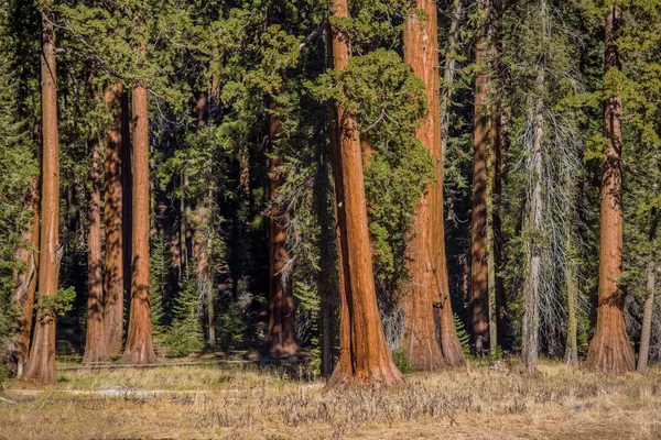 Калифорнийская Сьерра Невада Sequoias Деревья Вудленд Древний Лес Секвойи — стоковое фото