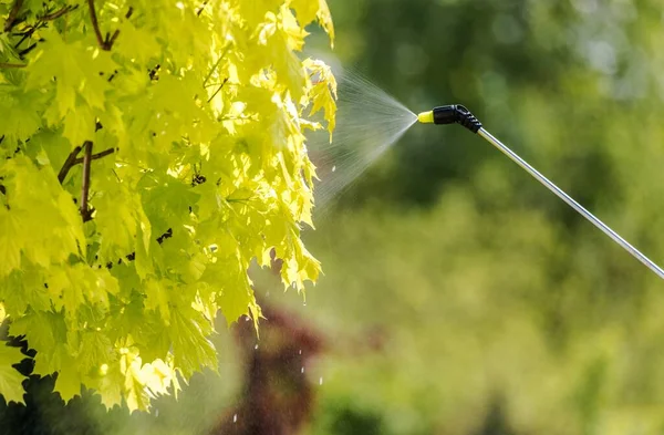 Alberi Giardino Insetticida Spruzzando Bio Liquido Attivo Tema Del Giardinaggio — Foto Stock