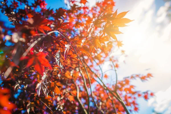 Reddish Tree Leaves Colors Nature Concept Photo — Stock Photo, Image