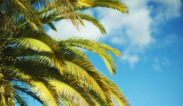 Southern California Canary Palm Tree Blue Cloudy Sky — Stock Photo, Image