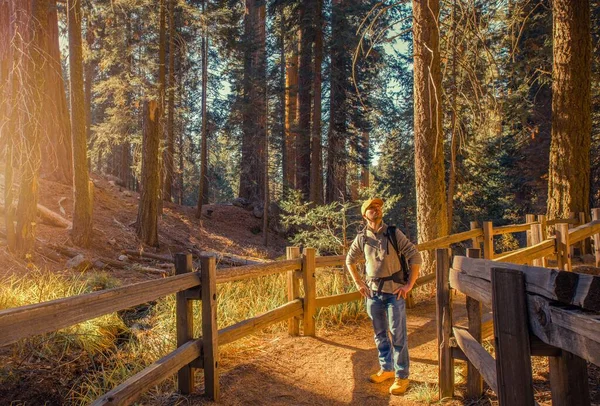 Caucasian Tourist Backpack Exploring Sierra Nevada Ancient Forest Travel California — Stock Photo, Image