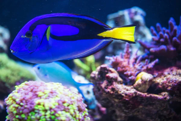Pacific Blue Tang Fish Swimming In Beautiful Coral Reef.