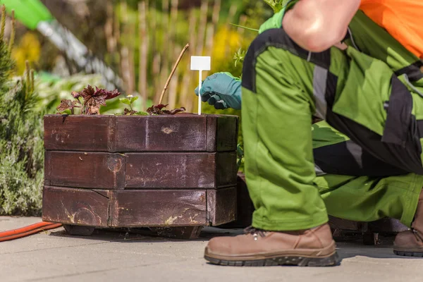 Mannelijke Tuinman Planten Etiketteren Vegetatie Plantenbakken — Stockfoto