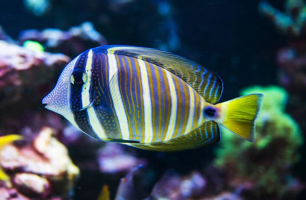 Blauer Und Gelb Gestreifter Fisch Mit Punktmustern Großaufnahme — Stockfoto