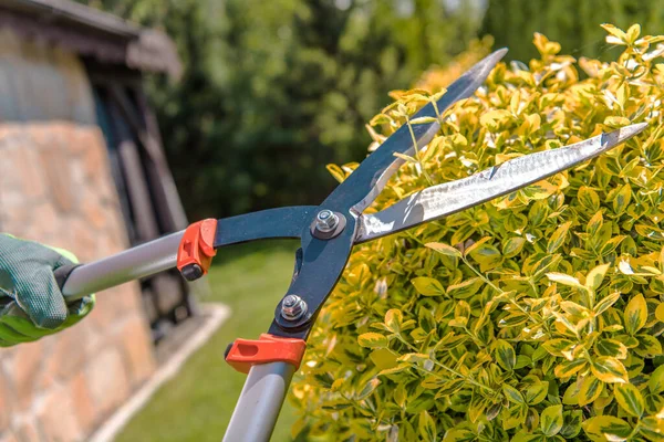プライベートプロパティ上のヘッジをトリムするためにロッパーを使用して庭師 — ストック写真