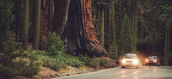 Resenärer Sightseeing Giant Sequoias Nationalparken — Stockfoto