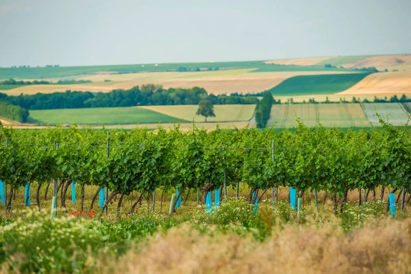 Bela Vista Campo Austríaco Com Vinhas Vines Meadow Farmland Rolling — Fotografia de Stock