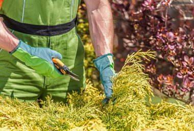 Kafkasyalı Erkek Bahçıvanın Kapanışı Avluda Elle Pürüzler Çıkartıyor.