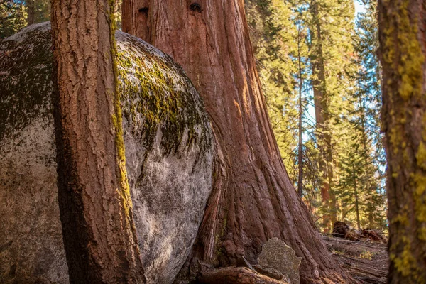 Närbild Stora Stenblock Fast Mellan Sequoia Träd — Stockfoto